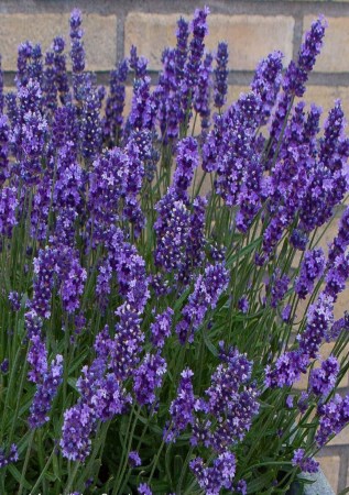 ЛАВАНДА вузьколиста Anna